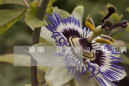 逾期 贷款公司把我车辆卖了 逾期 贷款公司把我车辆卖了